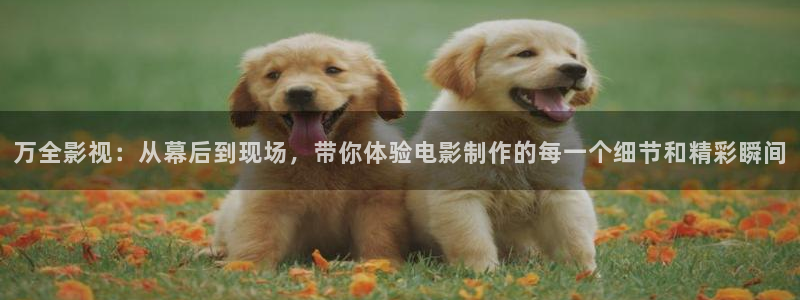依依老牛影院：万全影视：从幕后到现场，带你体验电影制作的每一个细节和精彩瞬间
